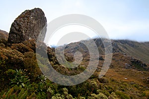 New Zealand Southern Alps Alpine tundra, rocks, high altitude wild vegetation and native flora in fog