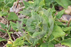 New Zealand spinach plant Tetragonia tetragonoides photo