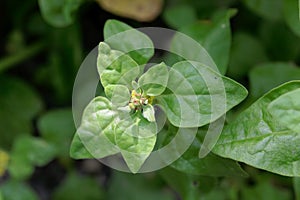 New Zealand spinach, Tetragonia tetragonioides
