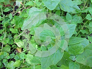 New Zealand spinach, Tetragonia tetragonioides photo