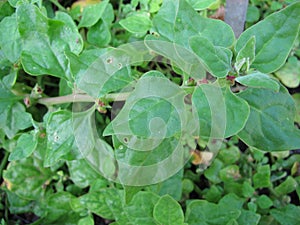 New Zealand spinach, Tetragonia tetragonioides photo
