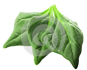 New Zealand spinach Tetragonia tetragonoides isolated w clipping  paths, top view photo