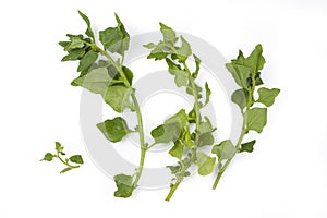 New Zealand spinach tetragonia tetragonoides on white background isolated