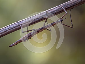 New Zealand stick insect photo
