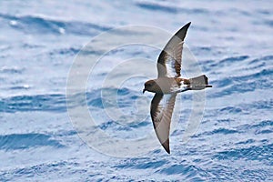 New Zealand storm-petrel flying over the sea