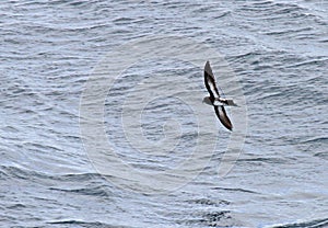 New Zealand Storm Petrel, Fregetta maoriana