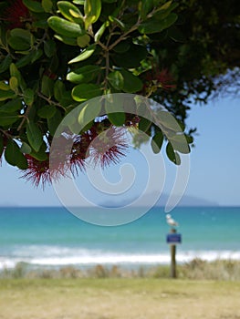 New Zealand: summer beach pohutukawa tree