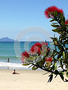 New Zealand: summer christmas at beach photo