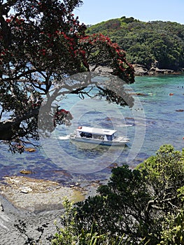 New Zealand summer: tourist boat at marine reserve