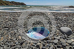 Paua / Abalone on NZ Beach photo