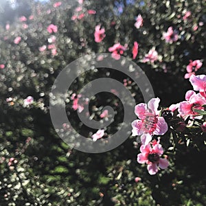 New Zealand Tea-tree in the back light morning. square photo image.