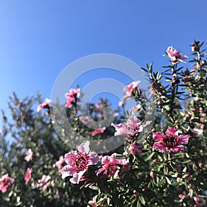 New Zealand Tea-tree with blue sky background. Square photo image.