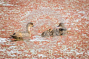 New Zealand Teal Duck Family