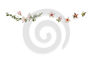 New Zealand teatree flowers and buds isolated on white background with copy space below