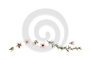 New Zealand teatree flowers and buds on white background with copy space above