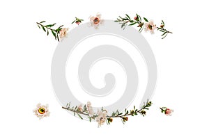 New Zealand teatree flowers and twigs frame on white background