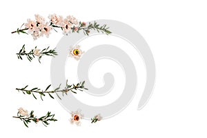 New Zealand teatree flowers and twigs isolated on white background