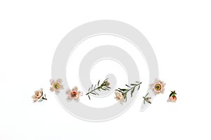 New Zealand teatree flowers on white background with copy space above