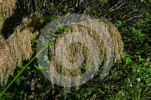 New Zealand toetoe or toitoi grass