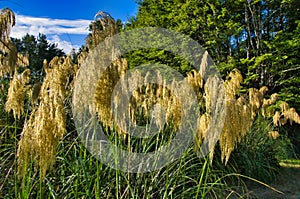 New Zealand toetoe or toitoi grass