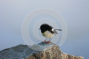 New Zealand Tomtit