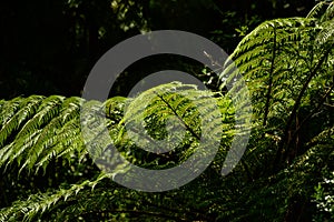 New Zealand Tree Fern