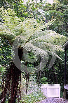 New Zealand Tree Fern