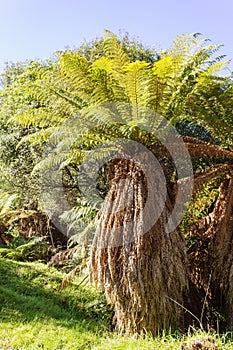 A New Zealand Tree Fern - Dicksonia fibrosa