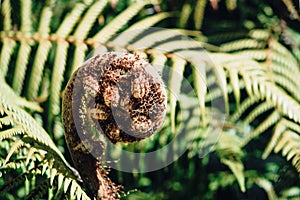 New Zealand Tree Fern Koru unfurling