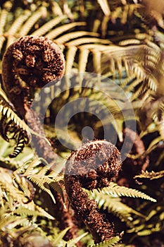 New Zealand Tree Fern Koru unfurling