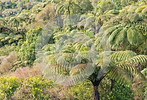 New Zealand tropical rainforest with black tree ferns