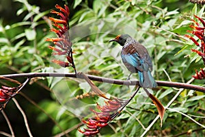 New Zealand Tui