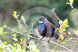 New Zealand Tui bird