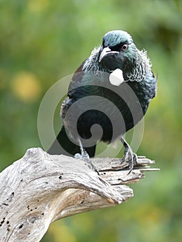 New Zealand Tui bird