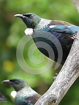 New Zealand Tui bird