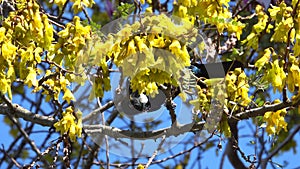 New Zealand tui bird feeding on yellow kowhai tree flowers