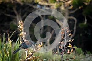 New Zealand Tui Feeding On Flax Plant