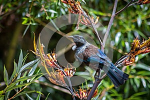 New Zealand Tui Honey Eater Bird