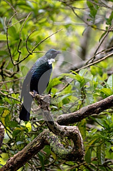 New Zealand Tui perched in a tree surveying its land