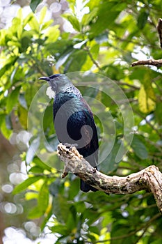 New Zealand Tui perched in a tree surveying its land