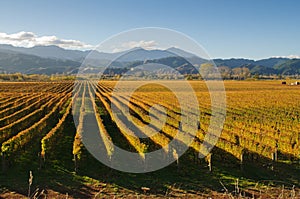 New Zealand vineyard