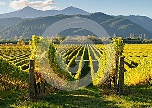 New Zealand vineyard