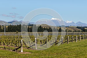 New Zealand vineyard in early spring