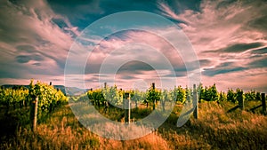 new zealand vineyard near Blenheim under dramatic sky