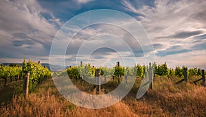 New zealand vineyard near Blenheim under a dramatic sky