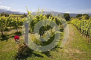 New Zealand - vineyards