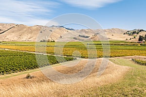 New Zealand vineyards landscape in autumn colours with blue sky