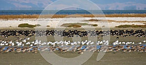 New Zealand waders resting on mud