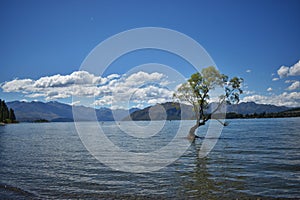 New Zealand, That Wanaka Tree.