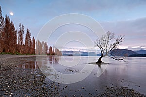New Zealand. That Wanaka Tree at sunsrise. Lake Wanaka. Otago